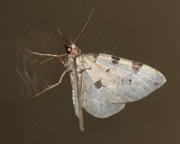 Geometridae? da ID